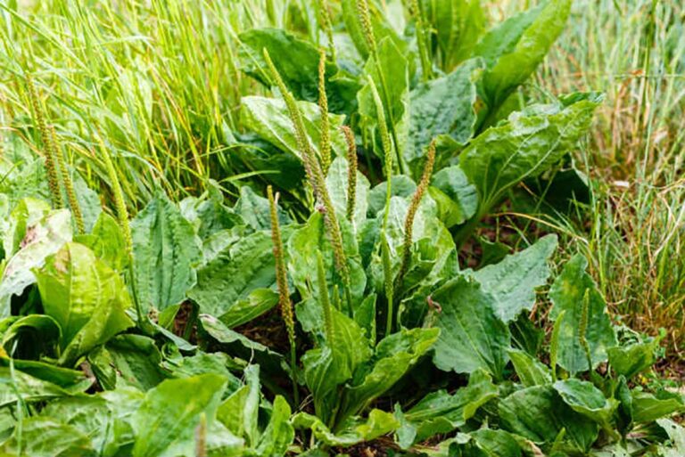 Unlocking the Healing Wonders of Nature’s Tiny Treasure: The Unsung Medicinal Power of a Common Weed