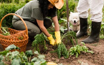 Organic gardening