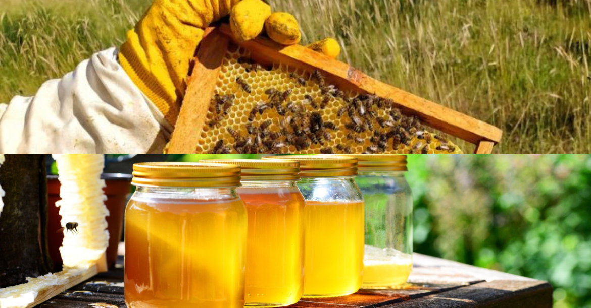 Can Beekeeping Extend Your Life? Discover the Benefits of Beekeeping