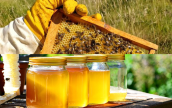 Can Beekeeping Extend Your Life Discover the Benefits of Beekeeping