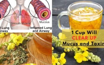 Mullein Tea recipe Clears Your Lungs of Mucus