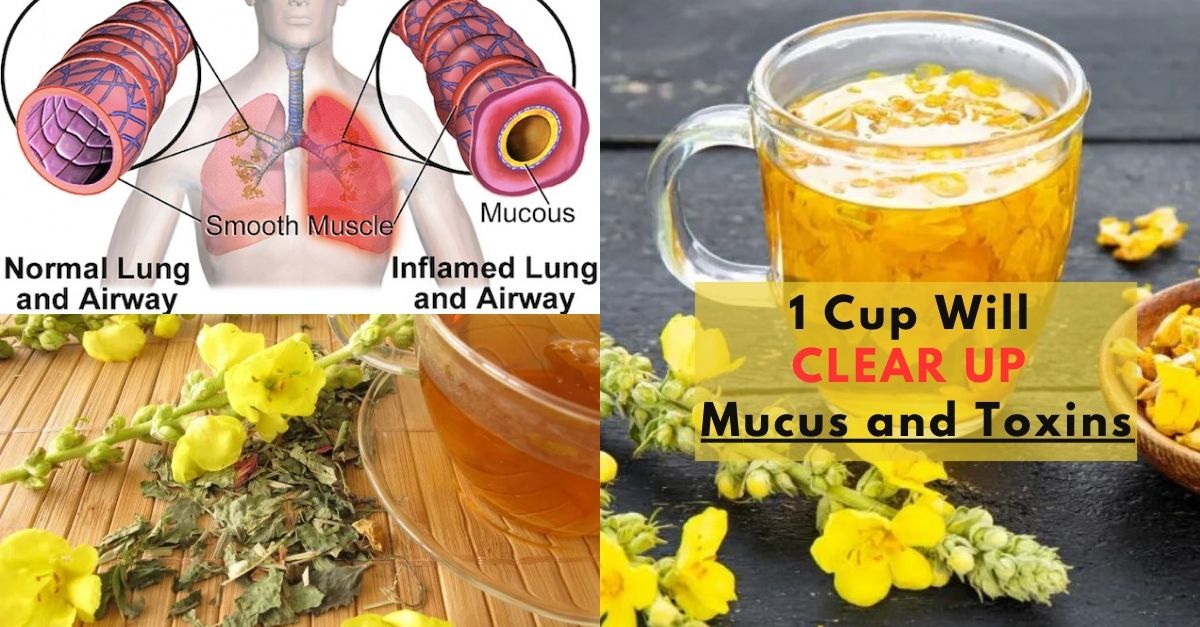 Mullein Tea recipe Clears Your Lungs of Mucus