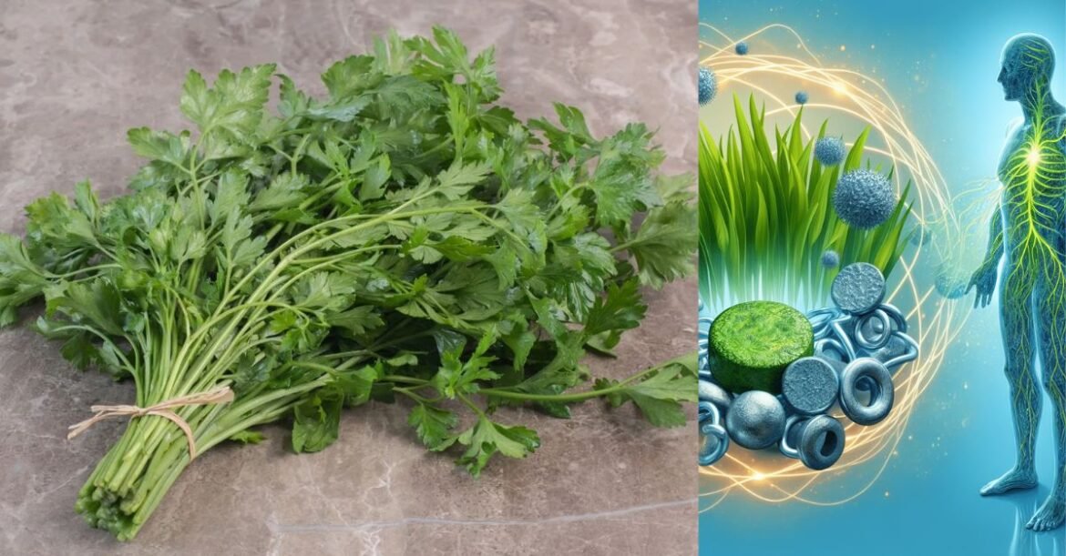 Rid Your Body of Dangerous Toxins & Heavy Metals with Cilantro – Here’s How!