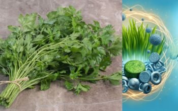 Cilantro detox heavy metals toxins