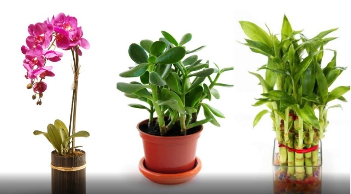 10 Magical Plants That Attract Wealth & Positive Energy