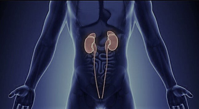 7 Shocking Natural Secrets to Bulletproof Your Kidneys for Life