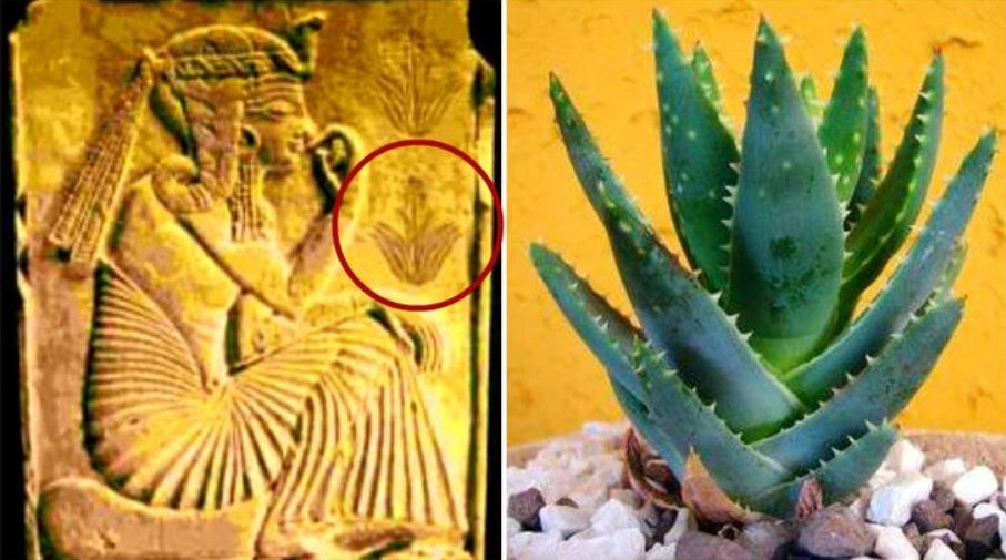 Aloe Vera Secrets: The Plant of Immortality Revealed!