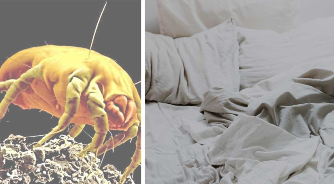 Lung Danger: 5 Natural Bed Bug Killers That Work Fast!