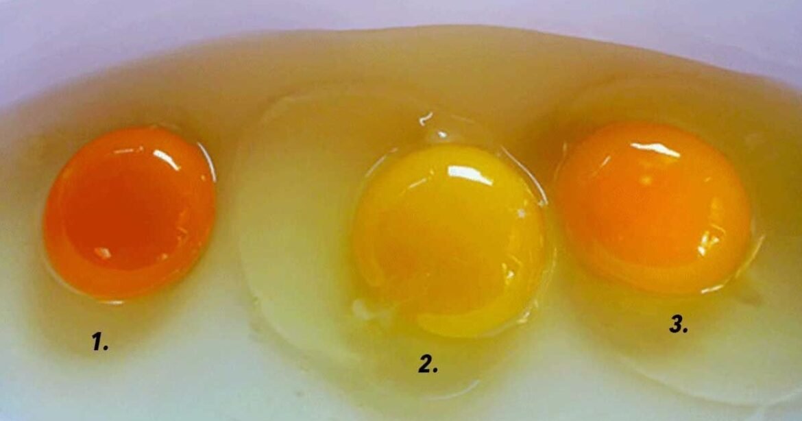 Shocking Truth: What Your Egg Yolk Color Really Means