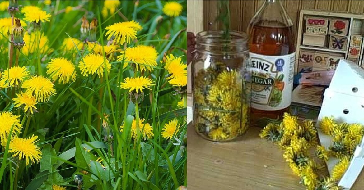 Warts Be Gone: 7 Shocking Dandelion Remedies Doctors Hide