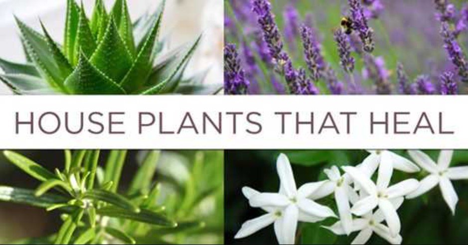 10 Air-Purifying Plants That Will Transform Your Home’s Health