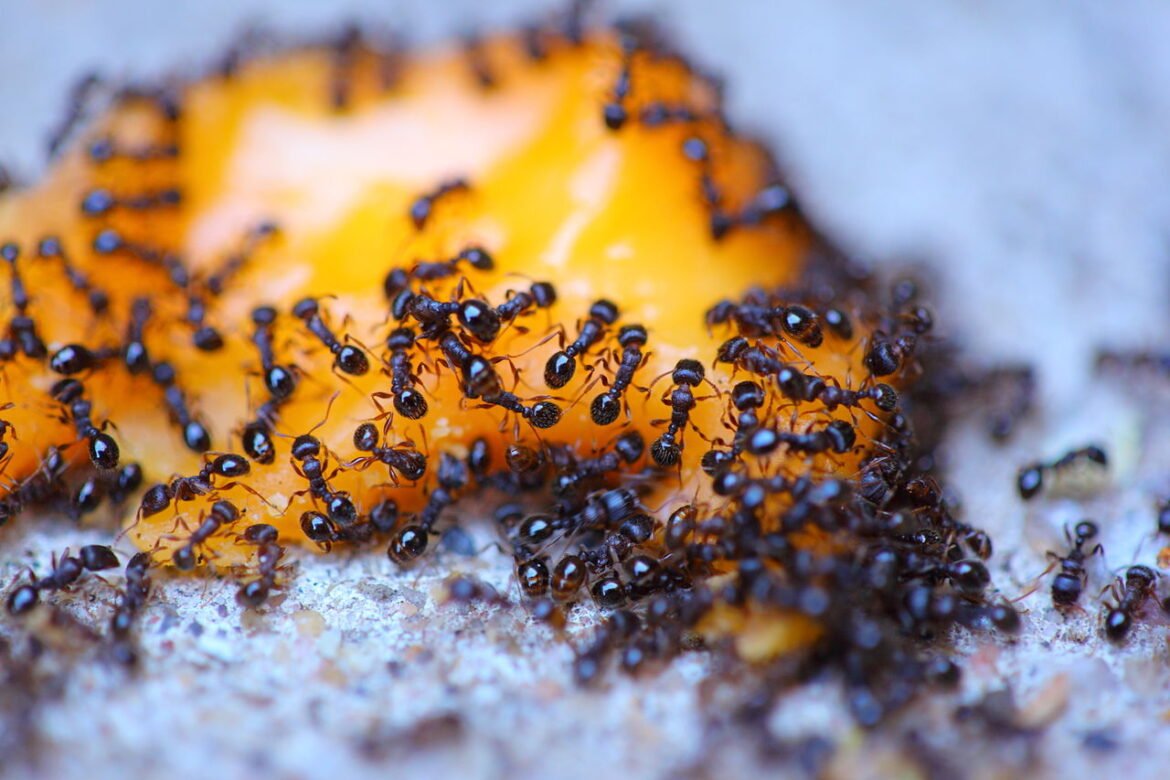 10 Genius Hacks to Eliminate Ants Naturally & Cheaply