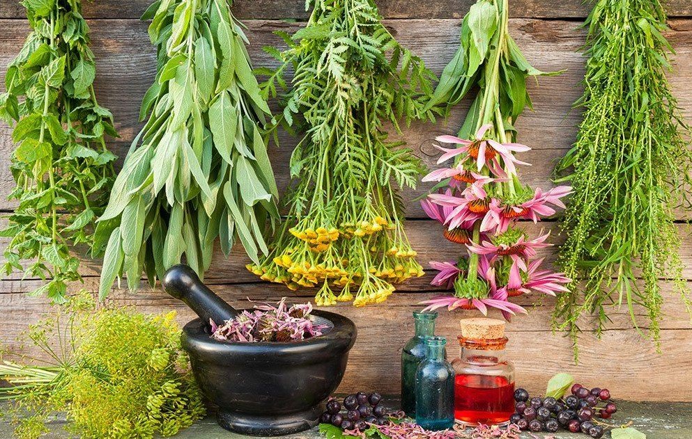 10 Magical Herbs to Crush Cold and Flu Season at Home