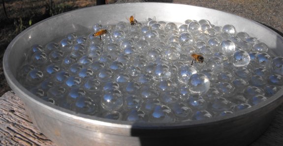 7 Easy Steps to Create a Bee Waterer: Save Our Pollinators!