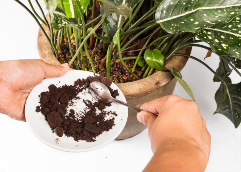 7 Genius Hacks for Reusing Coffee Grounds at Home