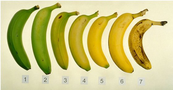 7 Shocking Banana Health Benefits That Will Blow Your Mind!