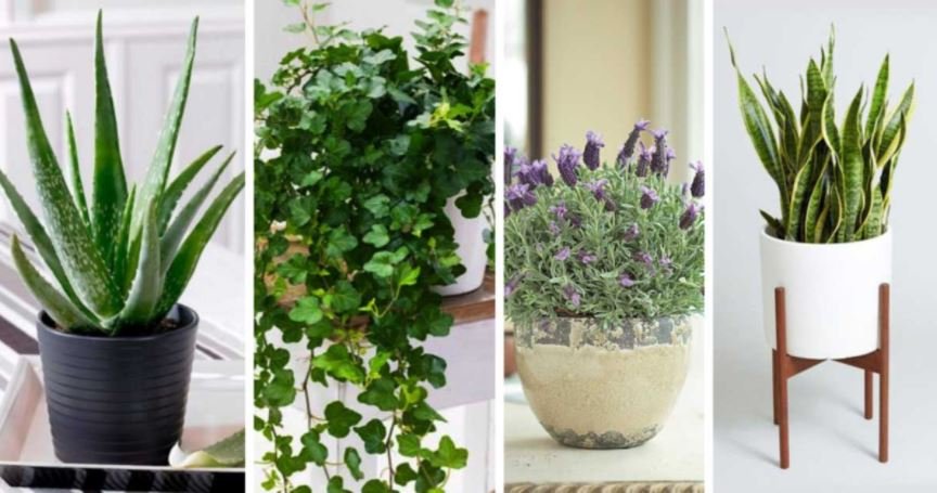 8 Bedroom Plants That Guarantee Better Sleep Tonight!