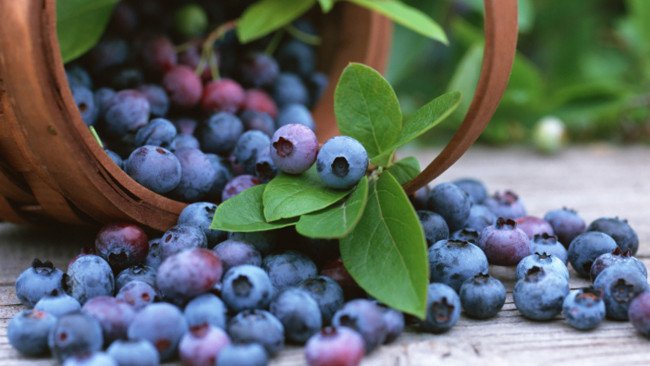 Grow These 6 Superfruits in Your Backyard and Supercharge Your Health!