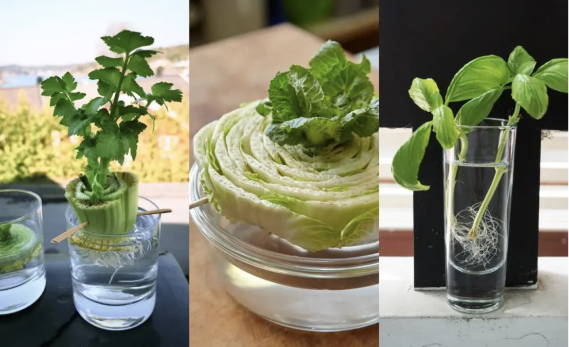 Grow Your Own: 20 Shocking Ways to Regrow Veggies from Scraps!