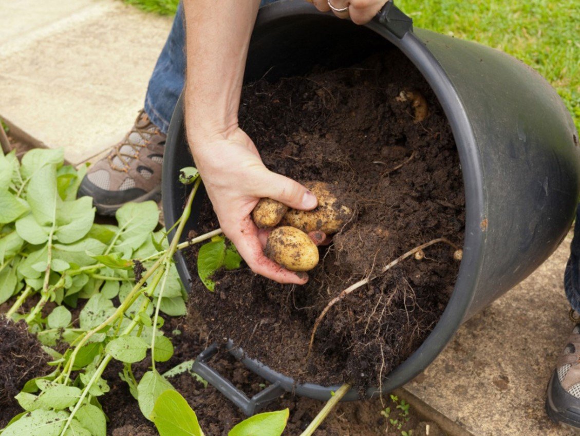 The Ultimate Guide: Grow Delicious Potatoes Right in Your Backyard!