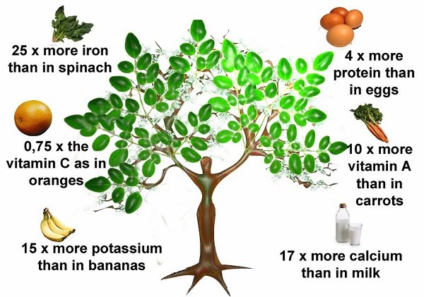 10 Mind-Blowing Health Secrets of the Miracle Moringa Tree