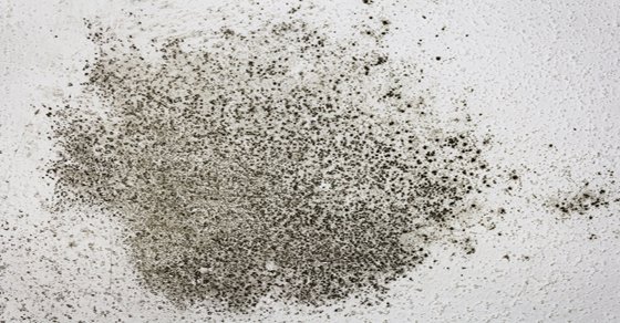 3 Shocking Natural Mold Killers You Need to Know Now