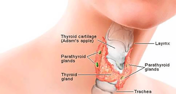 5 Secret Ways Virgin Coconut Oil Boosts Thyroid Health