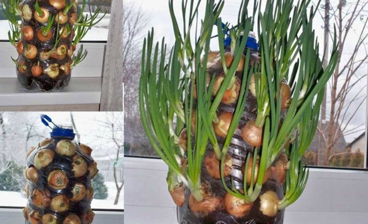 7 Genius Hacks to Grow Onions on Your Windowsill Like a Pro