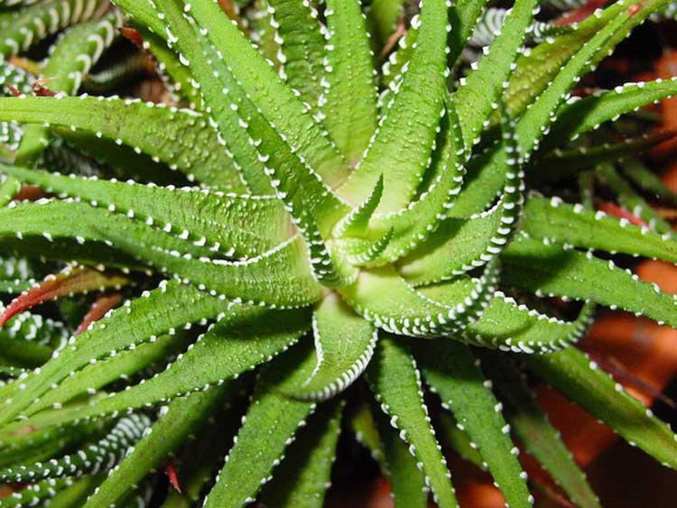 Breathe Easy: 15 Indoor Plants That Purify Air Instantly