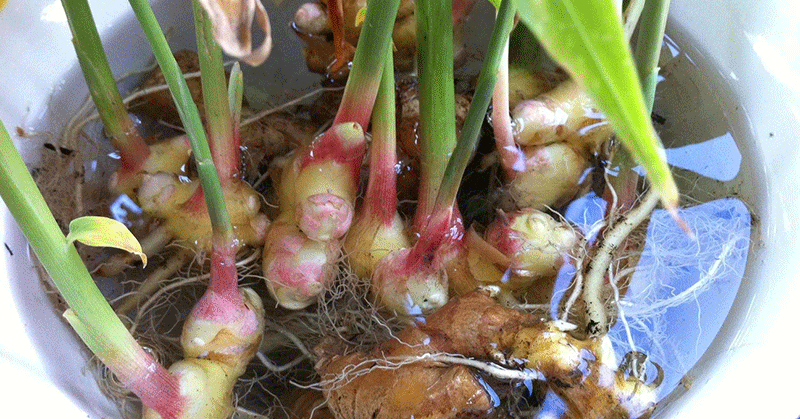 Grow Ginger Indoors: The Ultimate 5-Step Survival Guide