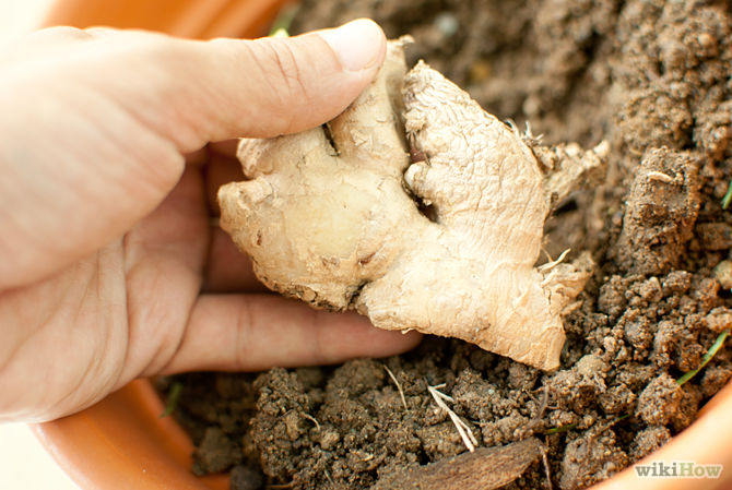 Grow Ginger Like a Pro: 5 Surprising Home Gardening Secrets