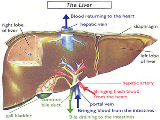 Shocking Liver Detox: 5 Natural Steps to Heal Your Body