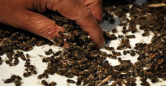 Shocking Truth: How GMO Corn Killed 37 Million Bees in Ontario