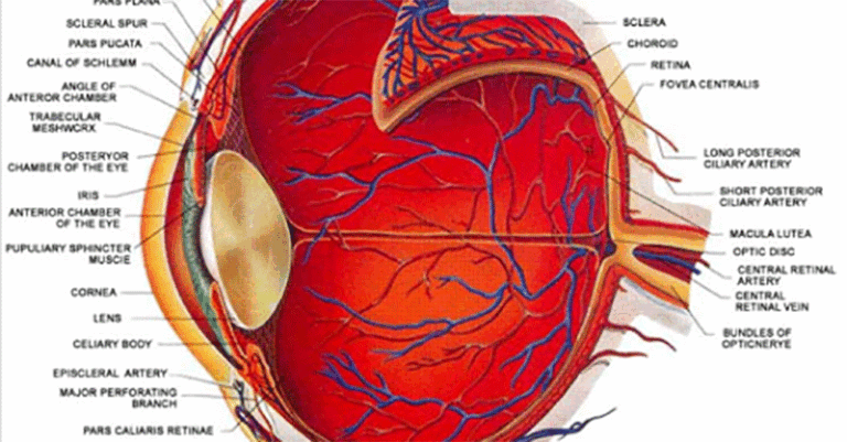 Shocking Truth: See Without Glasses in 7 Easy Steps